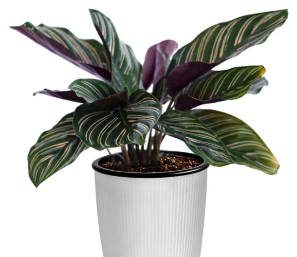 Calathea 4''