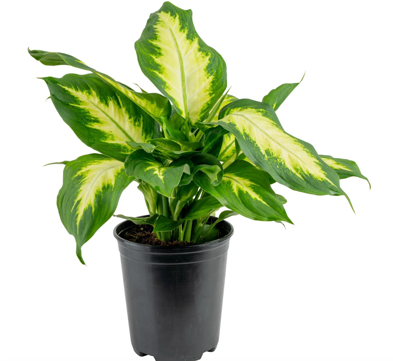 Dieffenbachia 6''