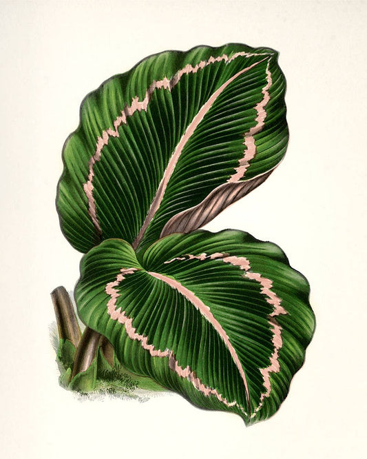 Botanical Leaf - 11 x 14