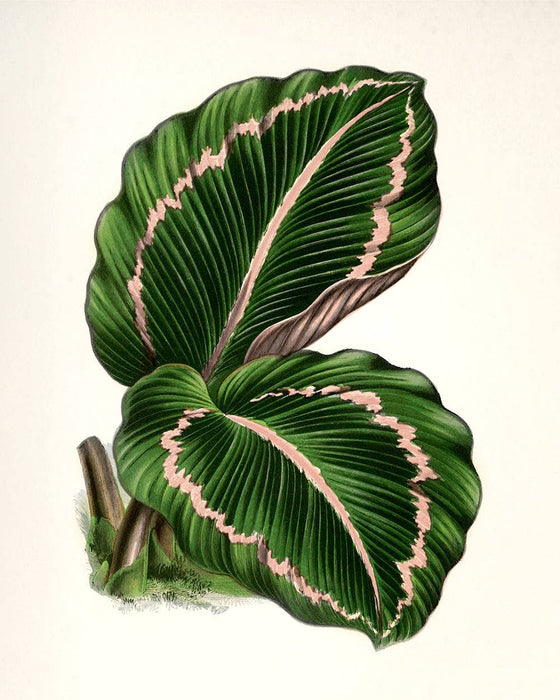 Botanical Leaf - 11 x 14