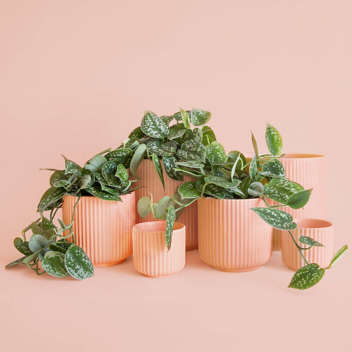 Lucy Planter | Petal Pink: 4.5 inch