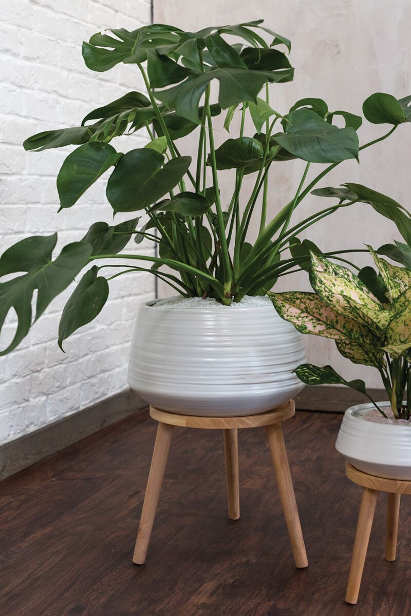 Everett White & Wood Plant Stand