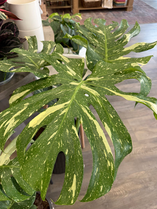 Thai Constellation Monstera