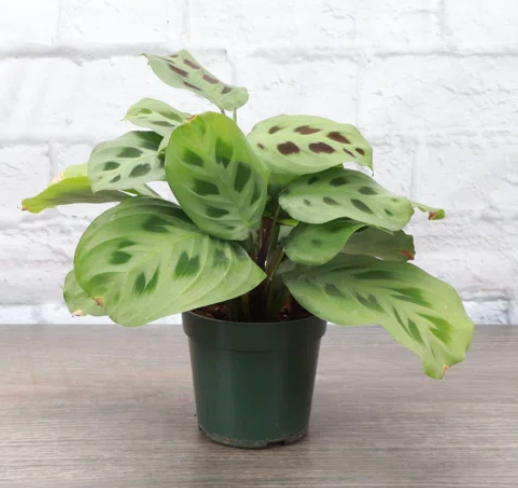 Rabbit Tracks Prayer Plant/ Maranta Leuconeura 4"