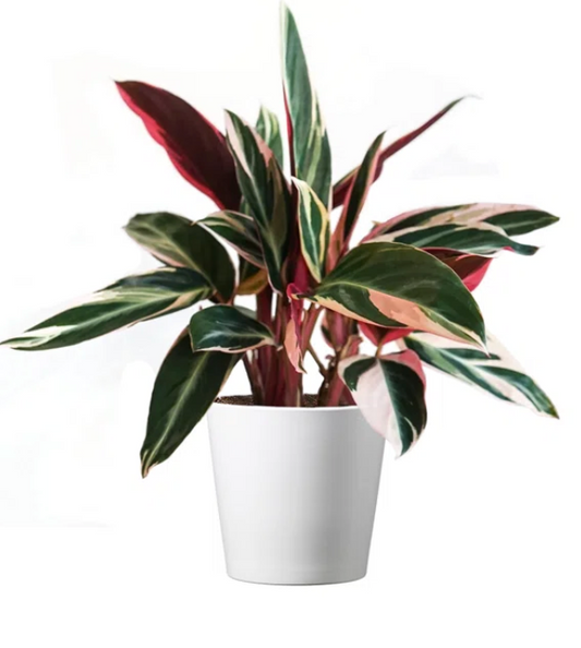 Stromanthe Triostar 4" Plant