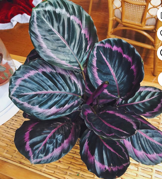 "Dottie" Calathea Roseopicta 4"
