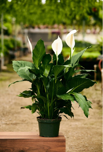 Peace Lily Spathiphyllum 6''