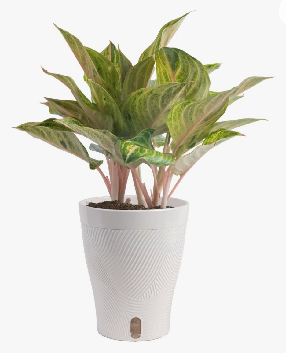 Dieffenbachia 6'' Plant