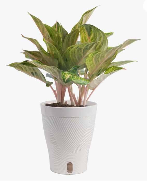 Dieffenbachia 6'' Plant