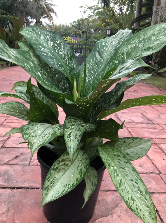 Dieffenbachia Camoflague 10'' Plant