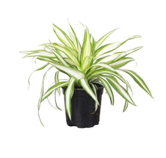 Spider Plant 4'' Plant