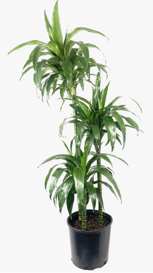 Dracena Tree 10'' Plant
