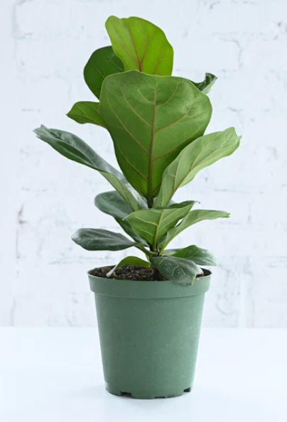 "Figgy Smalls" Fiddle Leaf 6''