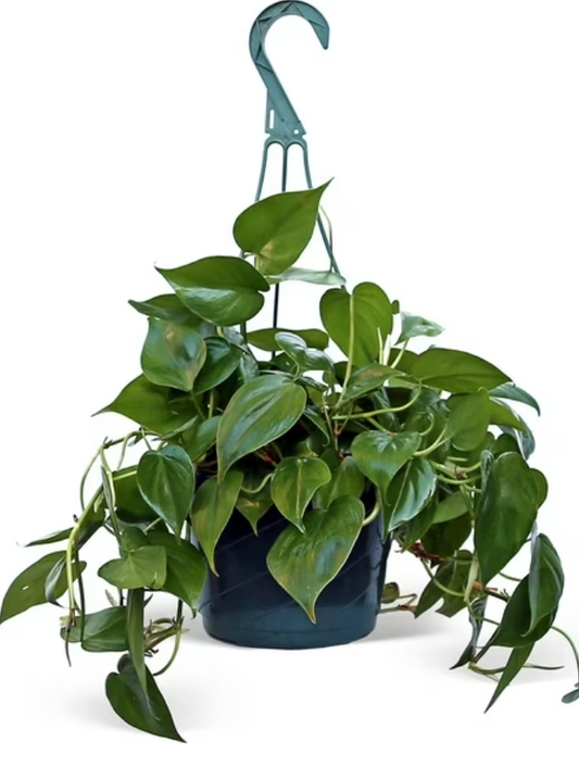 Heartleaf Philodendron Hanging Basket 8''
