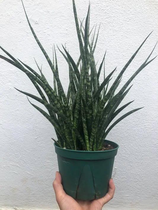 Sansevieria Fernwood 6''