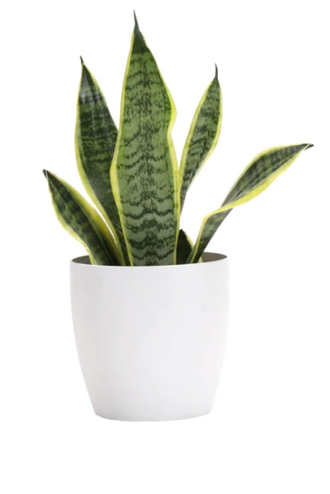 Snake Plant Sansevieria 6''