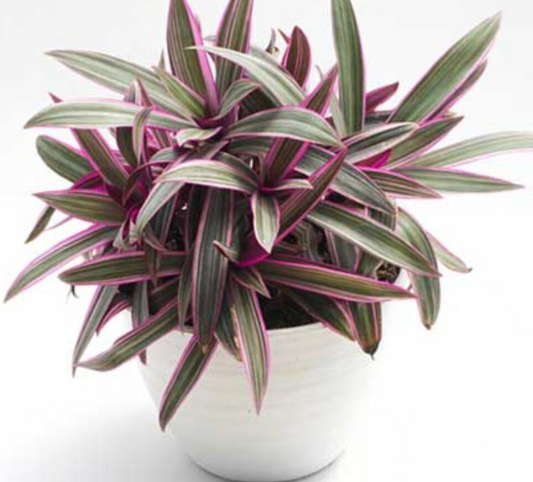 Moses in a Cradle/Tradescantia Spathacea 4"