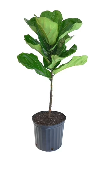 Ficus Lyrata Bush in Portuguese Planter