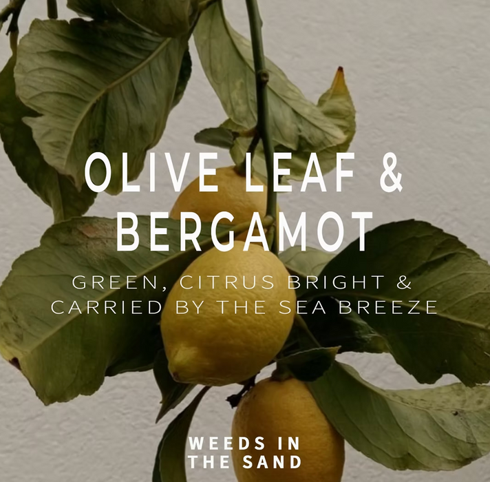 OLIVE LEAF & BERGAMOT CANDLE 3OZ