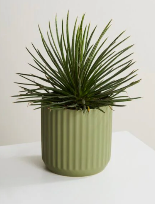 Sage Green Beam Pot- Medium