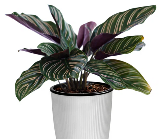 Calathea 4''