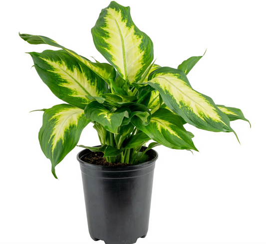 Dieffenbachia 6''