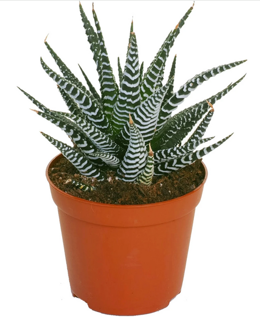Haworthia Hybrid 4''