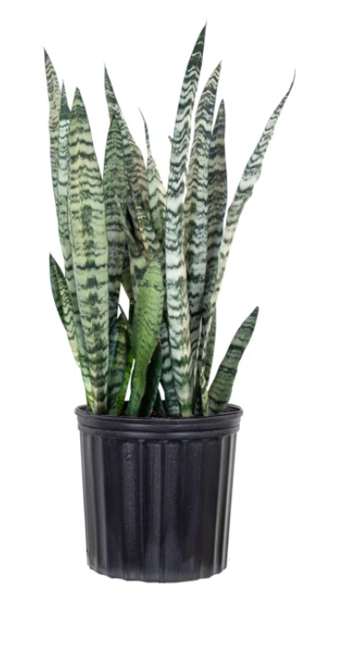 Sansevieria Zeylanica 10''