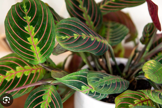 Maranta Red Prayer Plant 4"
