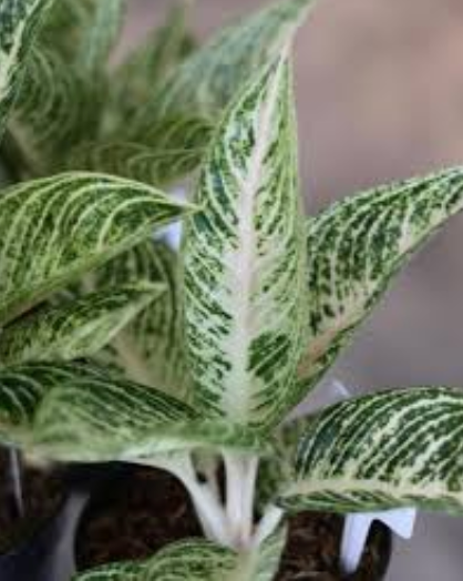 Aglaonema White Legacy Plant