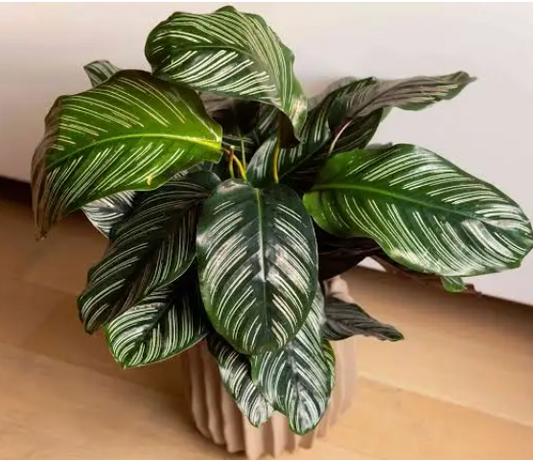 Calathea Ormata Plant