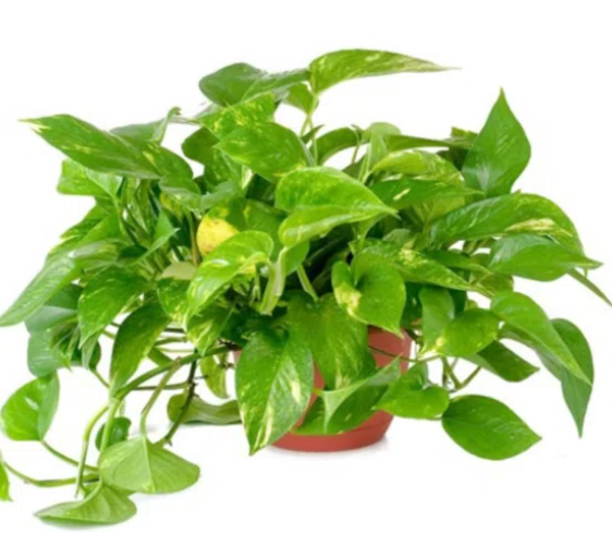 Golden Pothos 6"
