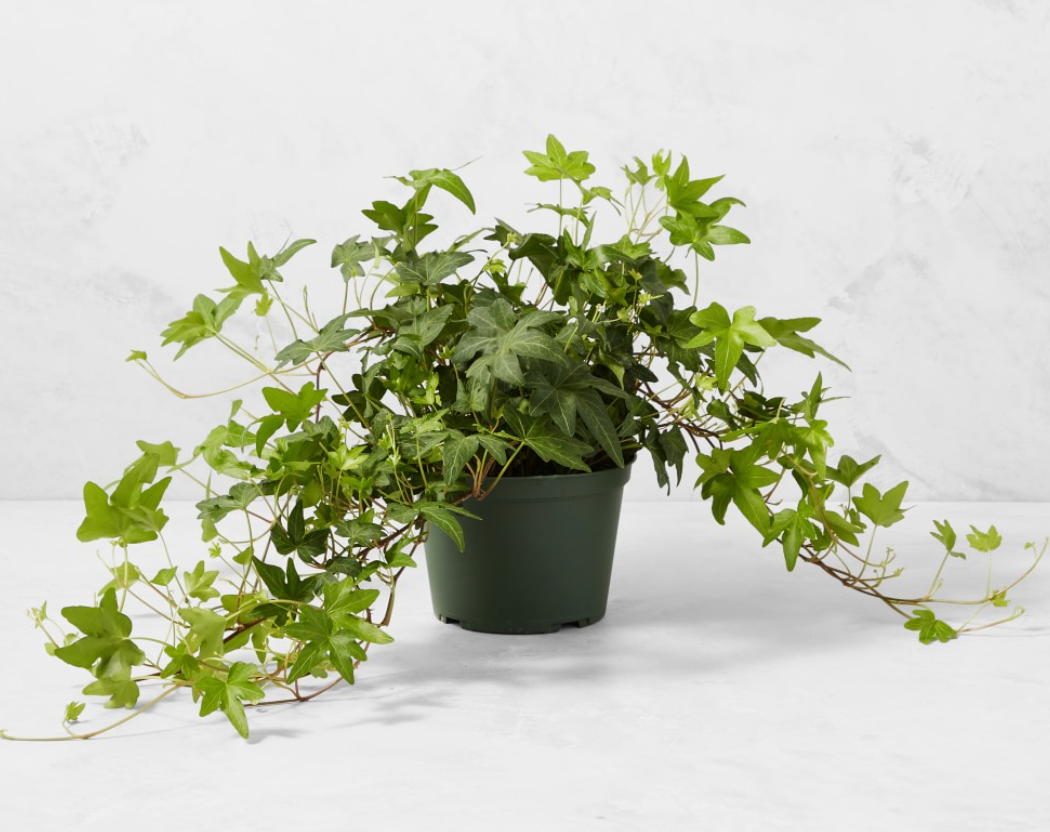 English Ivy 6"