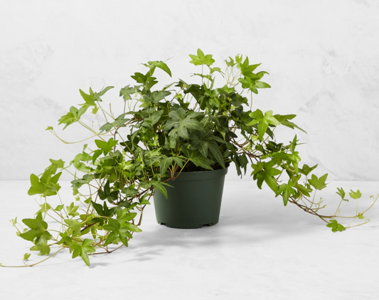 English Ivy 6"