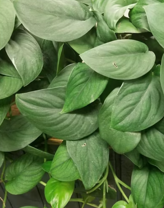 Jade Pothos 4"