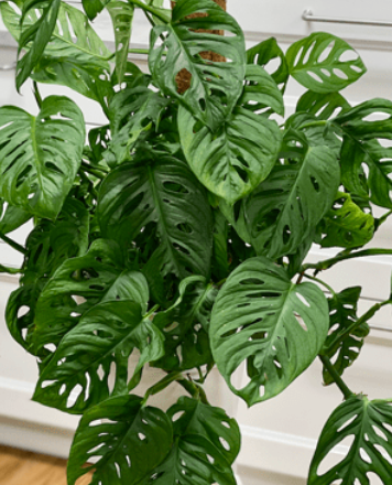 Swiss Cheese Monstera 4" Plant