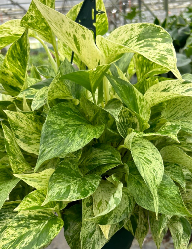 Marble Queen Pothos 6"