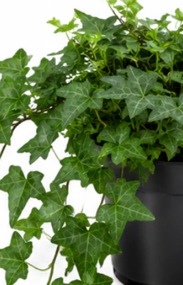Ivy Plant 4"