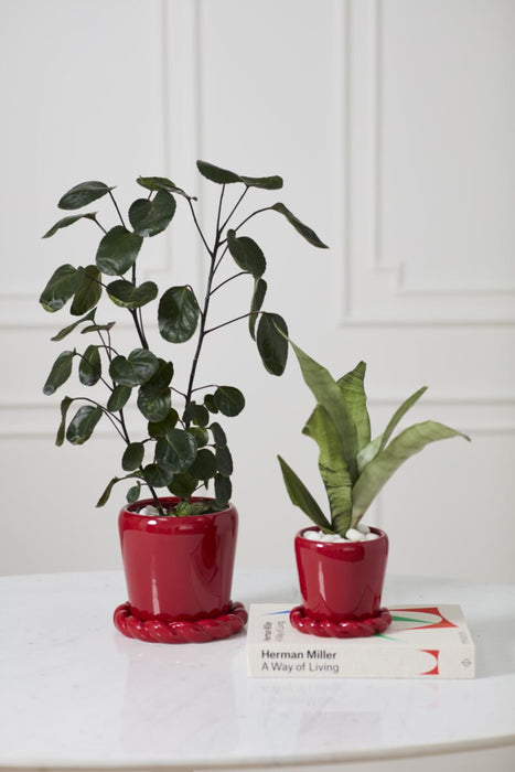 Cinnamon Twist Planter with Saucer 5.5"x5"